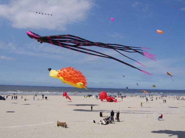 Cerf-volant - Classe découverte Baie de Somme