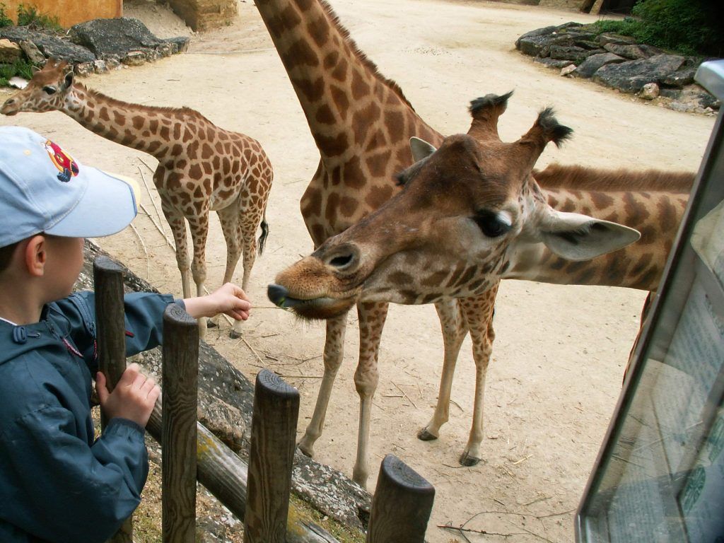 Les Girafes Zoo de Doué la Fontaine - Classe découverte Zoo