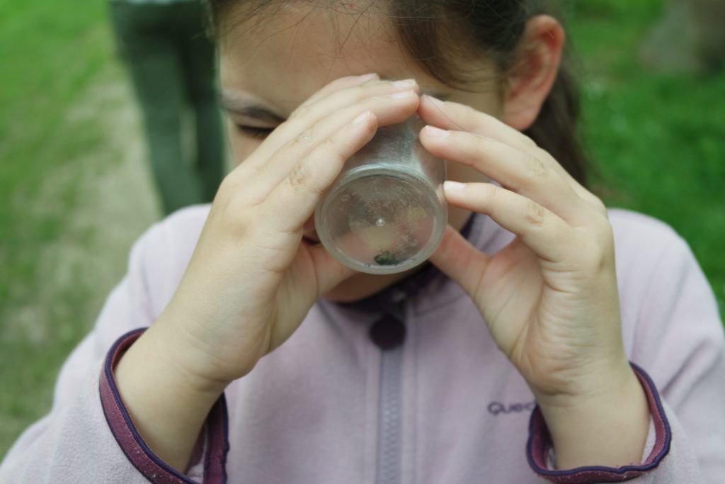 Observation des insectes - Classe découverte Nature