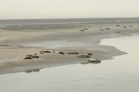 Phoques Le Hourdel - Classe découverte Baie de Somme